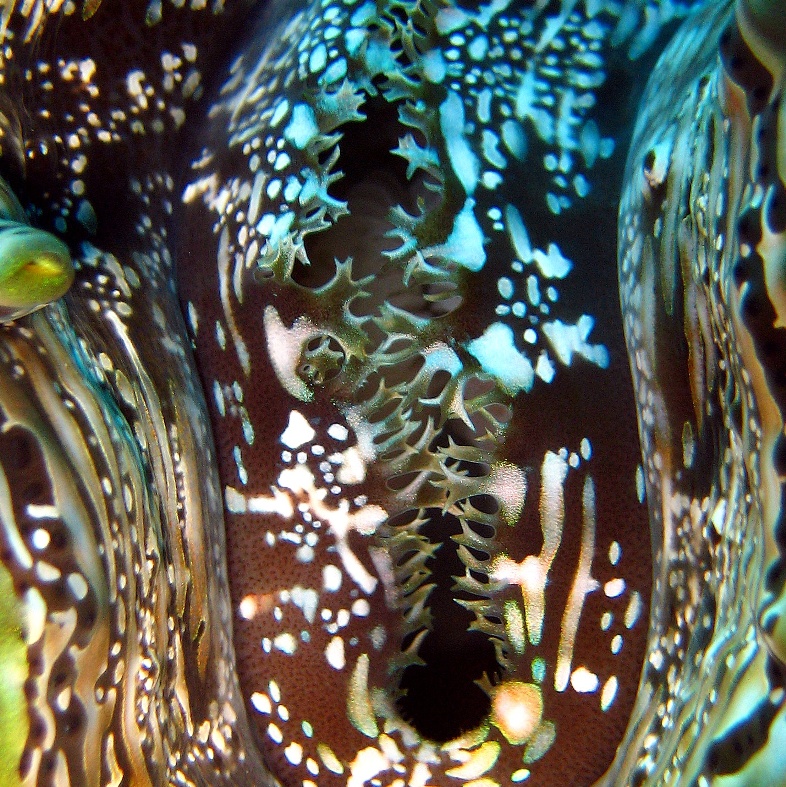 Моллюск Тридакна. Моллюск Тридакна.