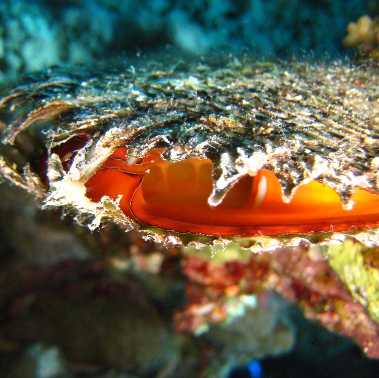 Жемчужница. Жемчужница.