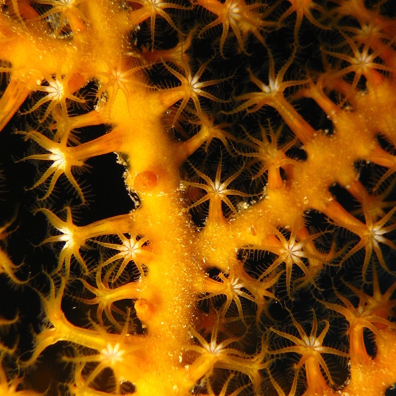 Горгонария. Горгонария.