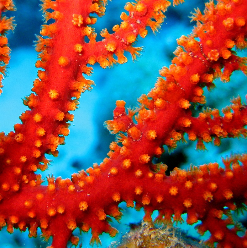 Горгонария. Горгонария.