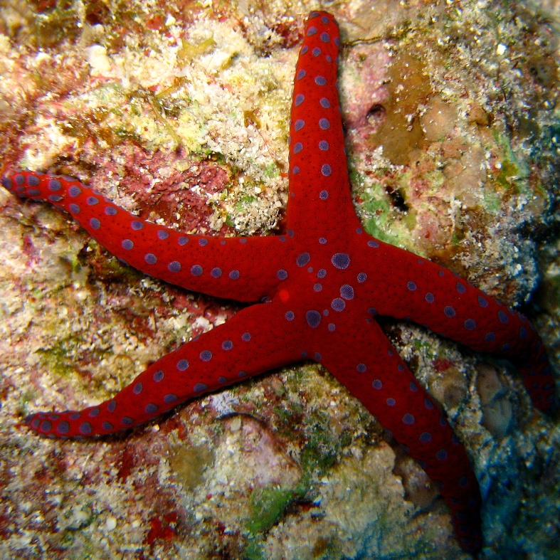 Морская звезда. Морская звезда.