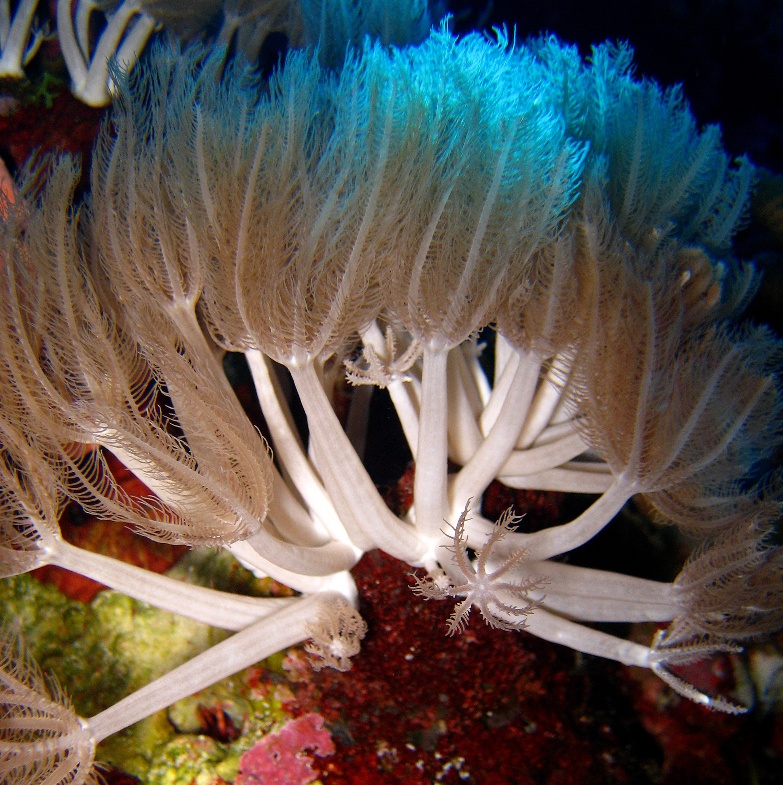 Мягкий коралл Ксения. Мягкий коралл Ксения.