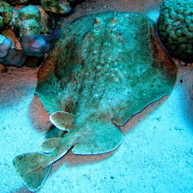 Электрический скат. Электрический скат.