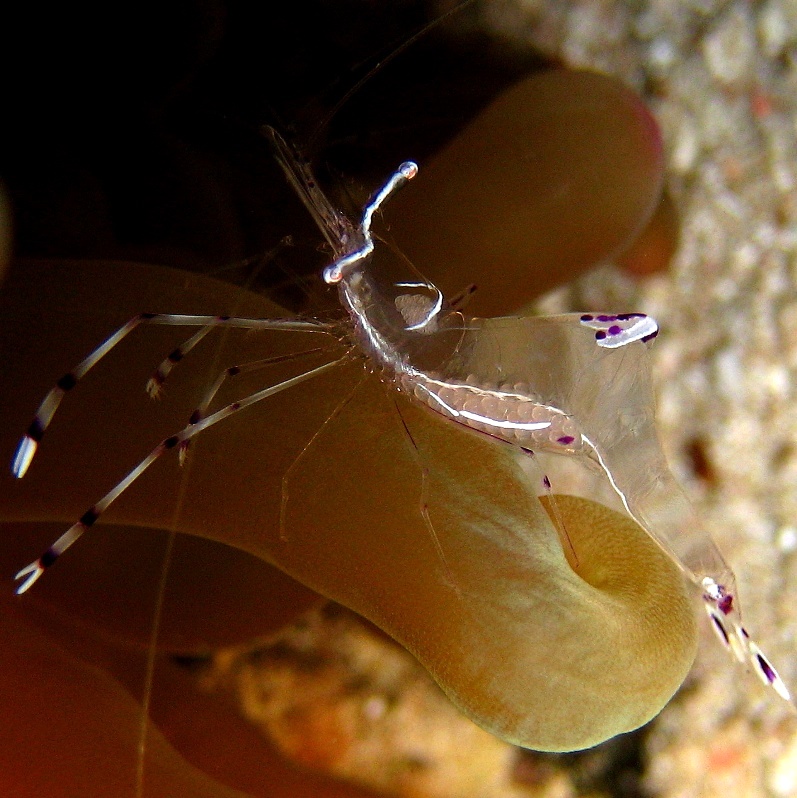 Симбиотическая актиниевая креветка. Симбиотическая актиниевая креветка.