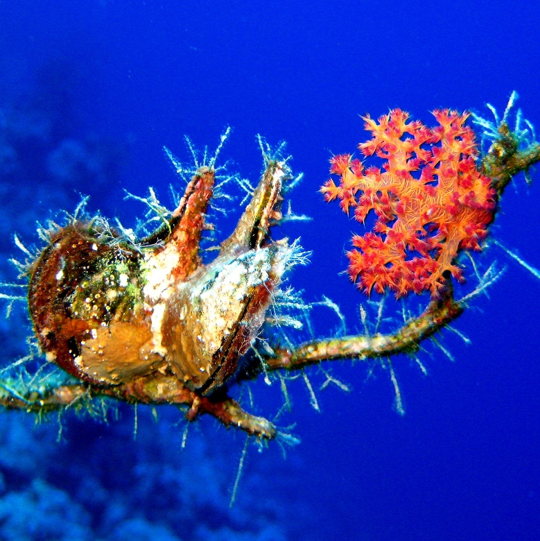 Устрицы Птерии. Устрицы Птерии.