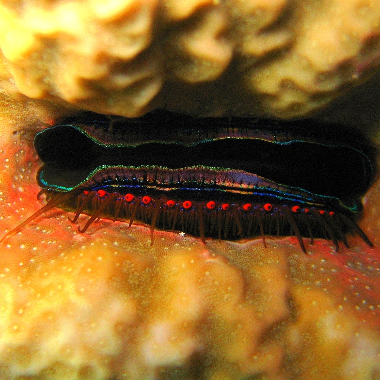 Коралловый гребешок. Коралловый гребешок.