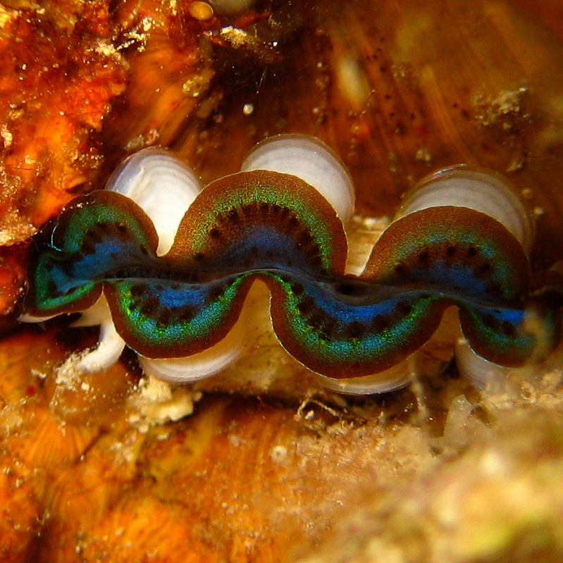 Моллюск Тридакна. Моллюск Тридакна.