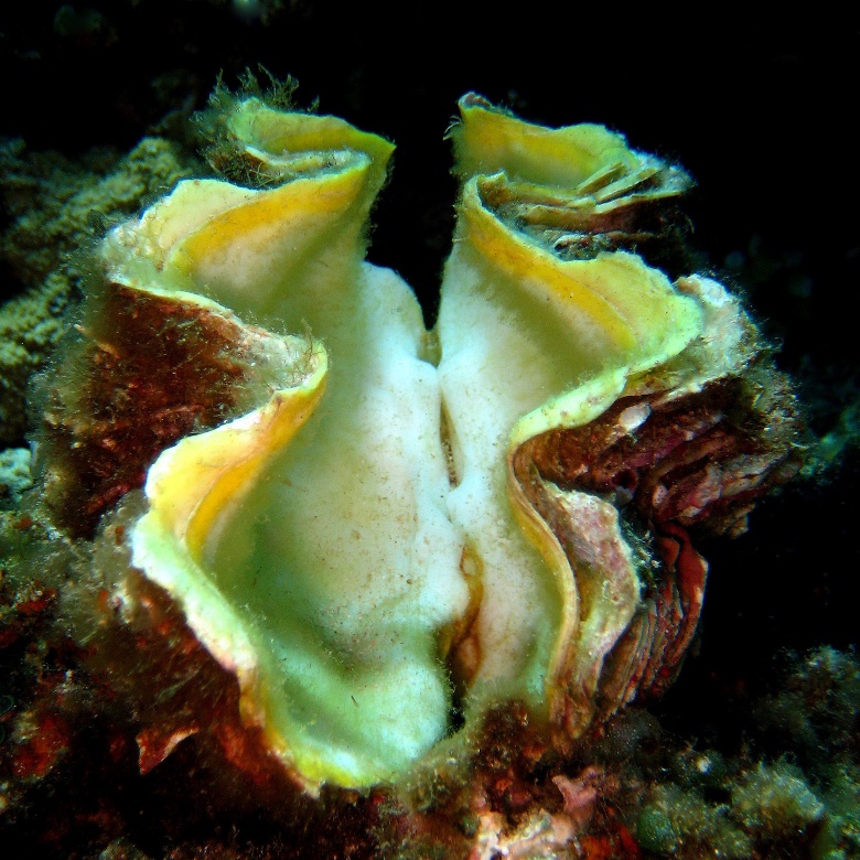 Створки раковины моллюска Тридакна. Створки раковины моллюска Тридакна.