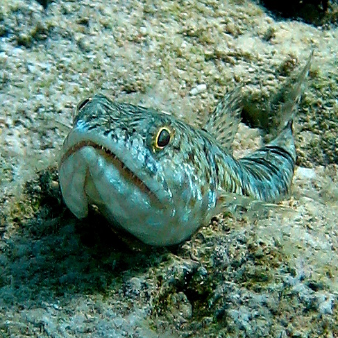 Ящероголов. Ящероголов.