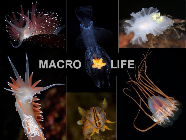 гулен8 гулен8