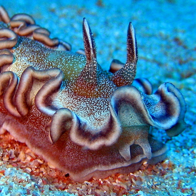 Голожаберник. Голожаберник.