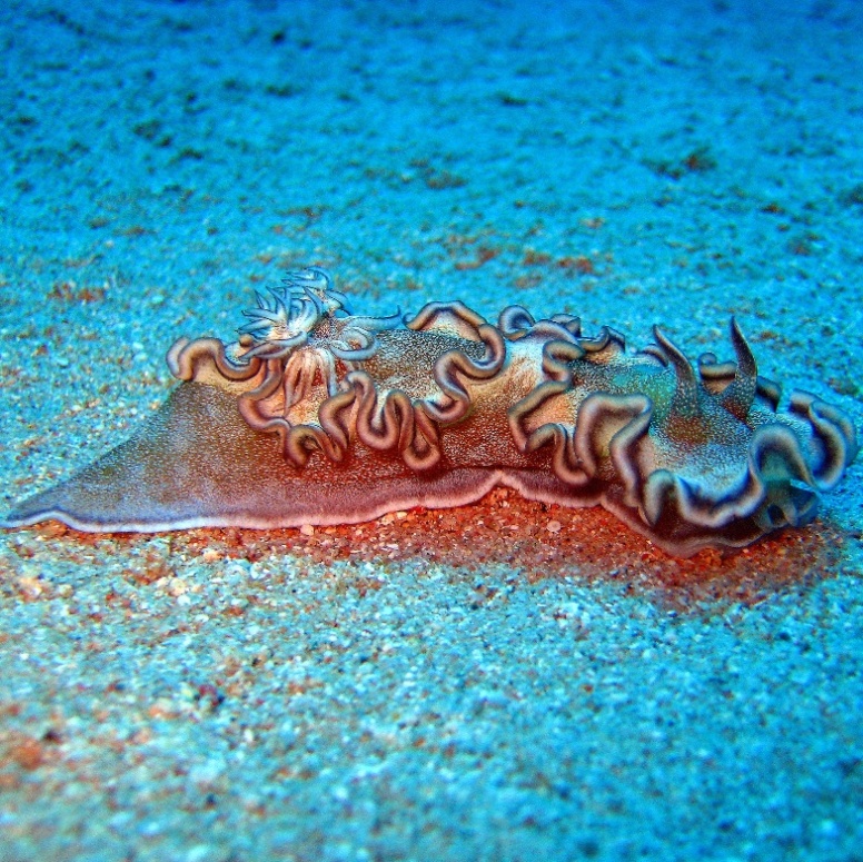 Голожаберный моллюск. Голожаберный моллюск.