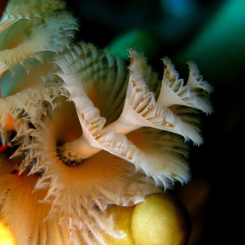 Морской трубчатый червь. Морской трубчатый червь.