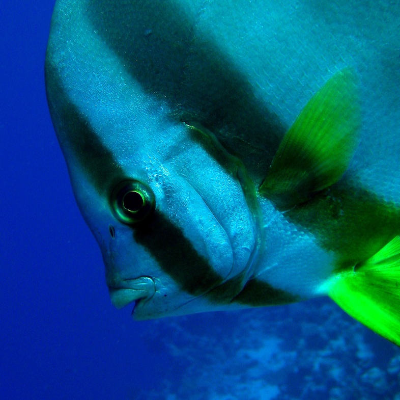 Голубой платакс. Голубой платакс.