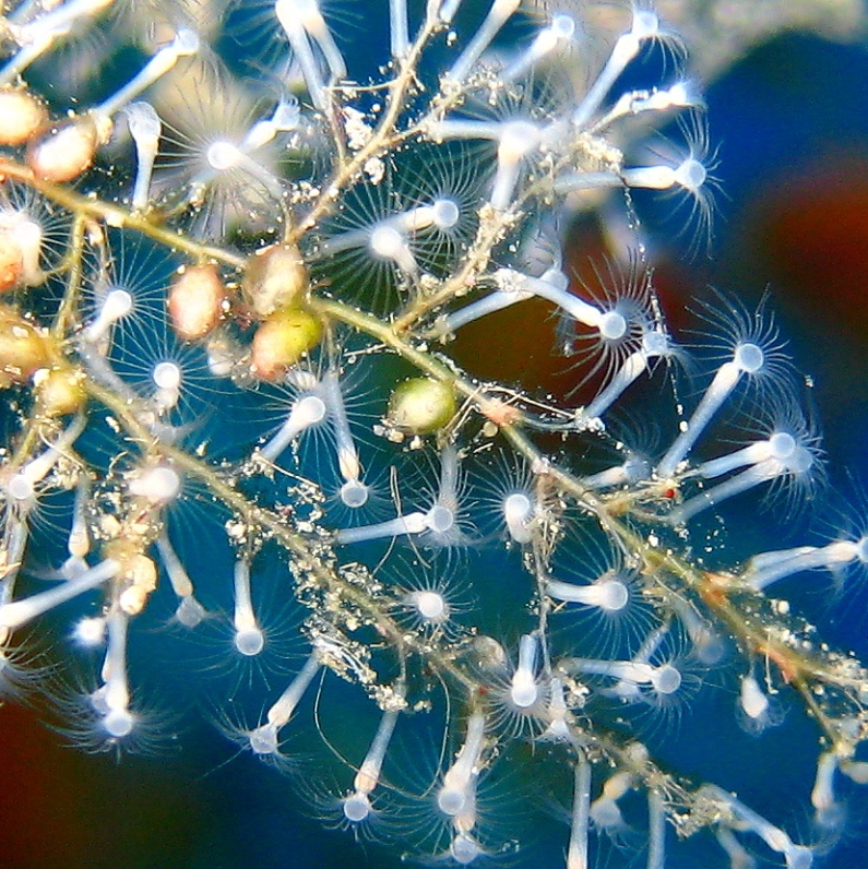 Колония гидроидных полипов. Колония гидроидных полипов.