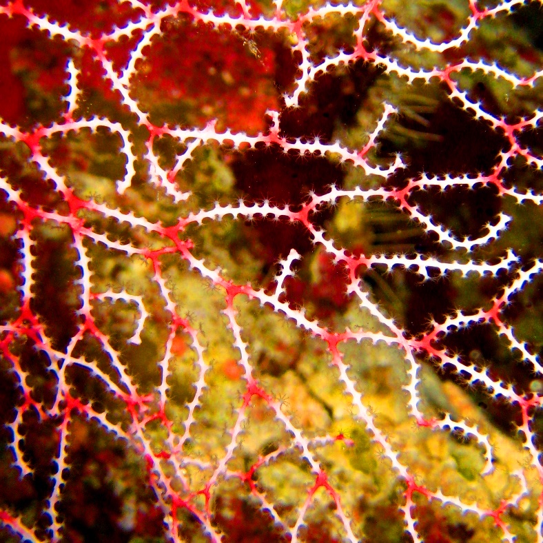 Коралл Нежная Акабария. Коралл Нежная Акабария.