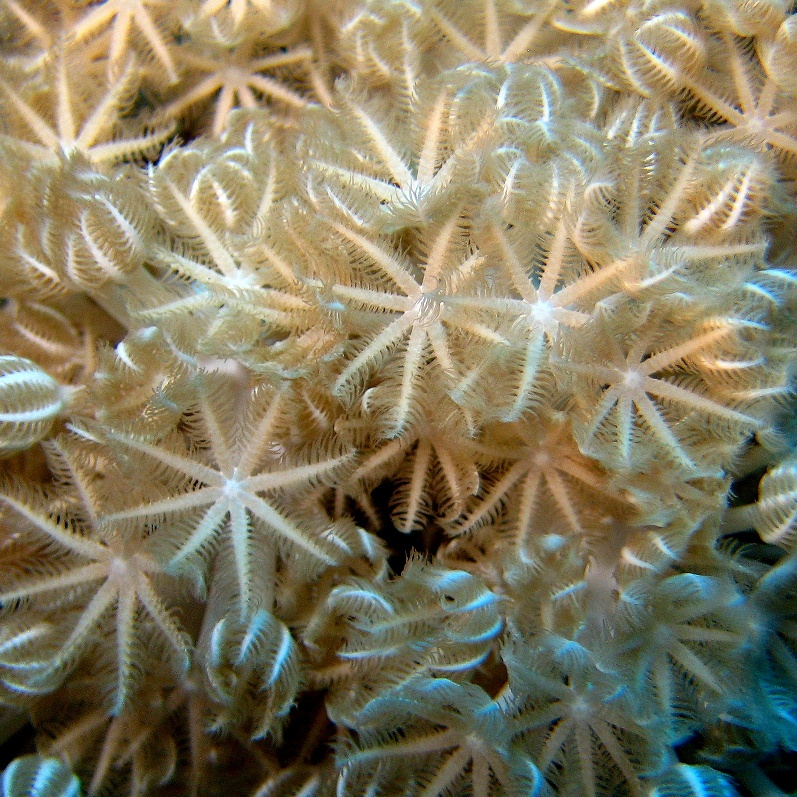 Мягкий коралл Ксения. Мягкий коралл Ксения.