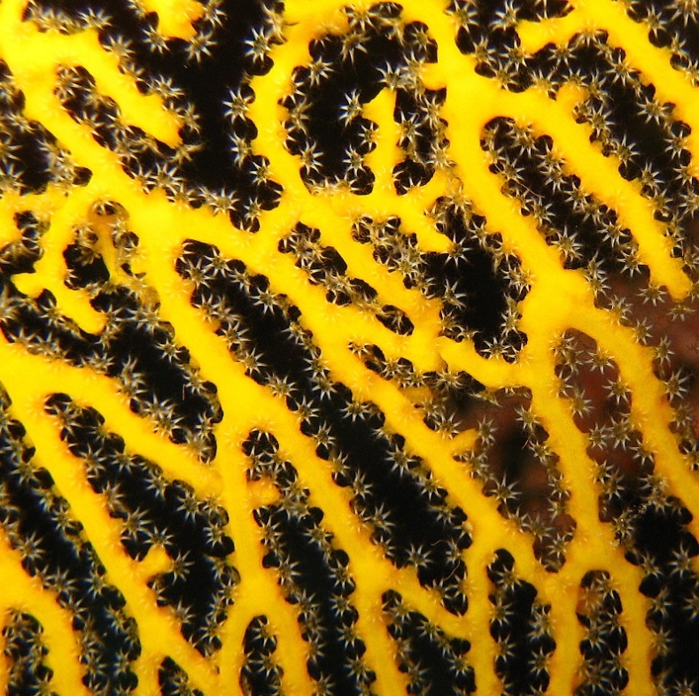 Горгонария. Горгонария.