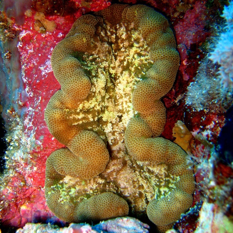 Липкая актиния. Липкая актиния.