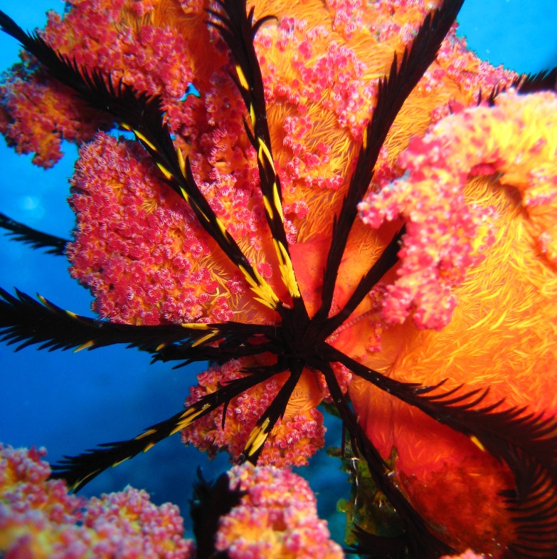 Десятилучевая лилия. Десятилучевая лилия.