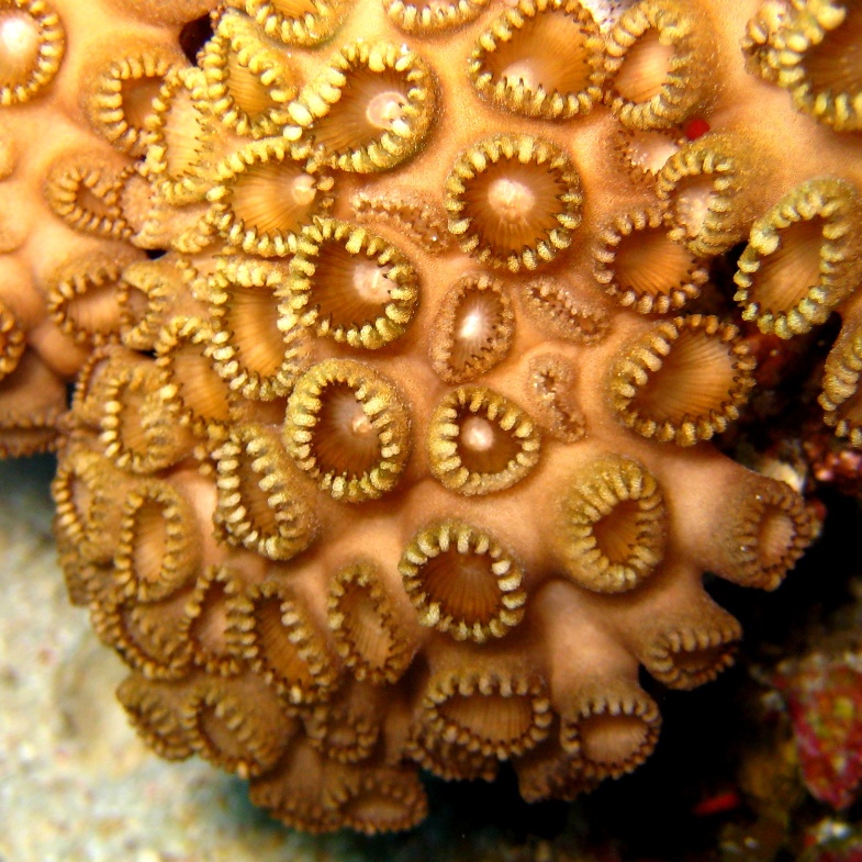 Палитоя, ядовитая актиния. Палитоя, ядовитая актиния.