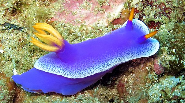 Голожаберник. Фото Ирины Фурсовой Голожаберник. Фото Ирины Фурсовой