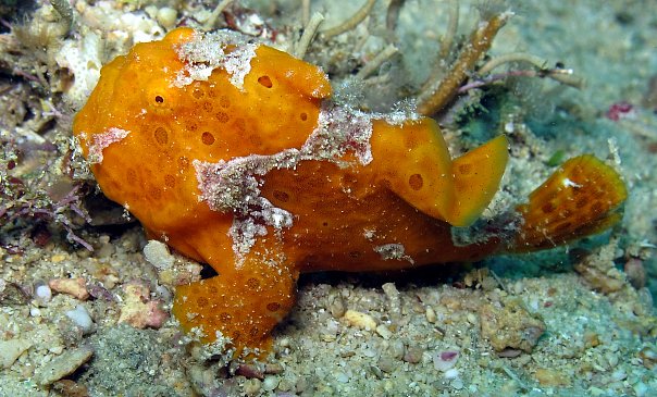 Рыба-жаба. Фото Ирины Фурсовой Рыба-жаба. Фото Ирины Фурсовой