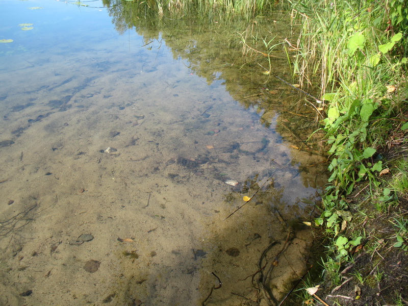 оз.Белое(б.Алоль)12.09.2009г. оз.Белое(б.Алоль)12.09.2009г.