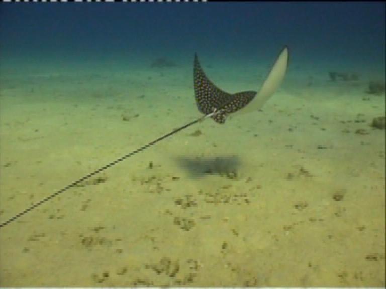 Египет, Хургада. Март 2007 года. Египет, Хургада. Март 2007 года.