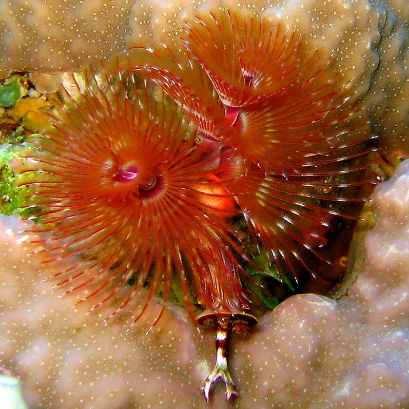 Морской трубчатый червь. Морской трубчатый червь.