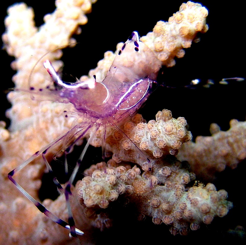 Анемоновая креветка. Анемоновая креветка.