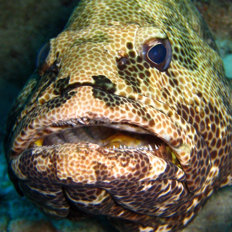 Мраморный групер. Мраморный групер.