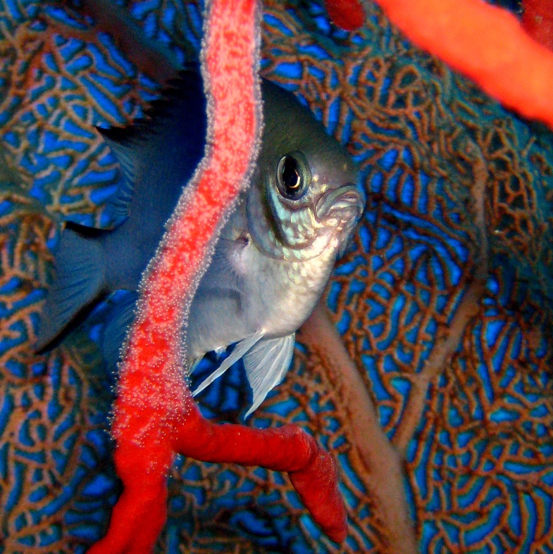 Рыба-ласточка сторожит свою икру. Рыба-ласточка сторожит свою икру.