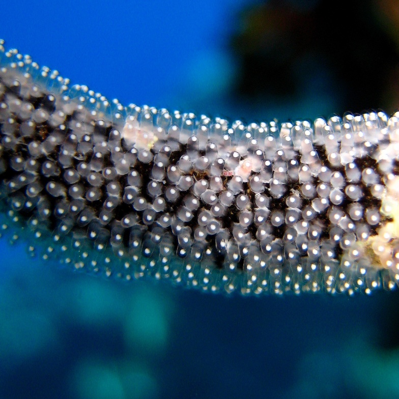 Икра Рыбы-ласточки. Икра Рыбы-ласточки.