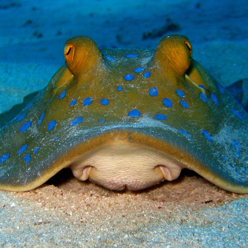 Красноморский синепятнистый скат. Красноморский синепятнистый скат.