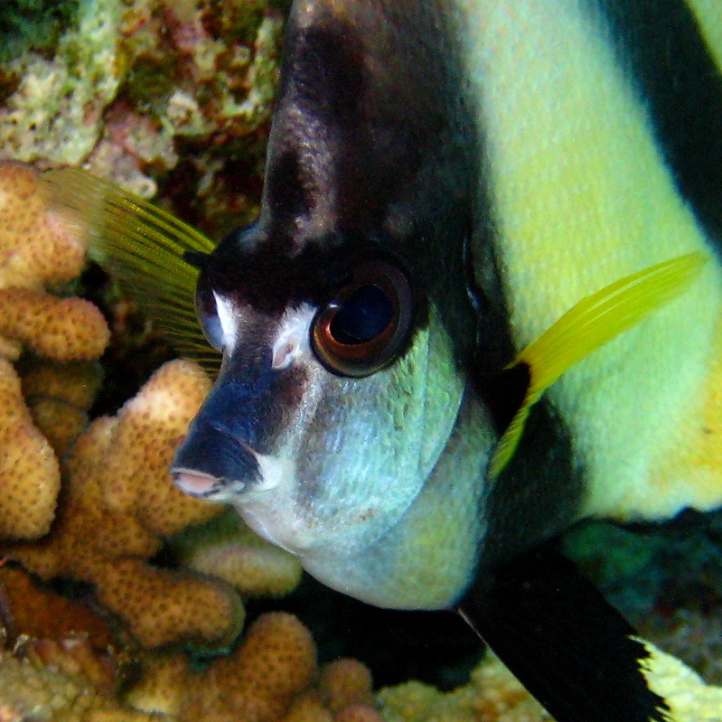 Рыба-бабочка Красноморская Кабуба. Рыба-бабочка Красноморская Кабуба.