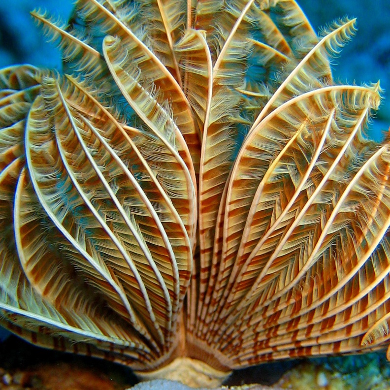 Индийский трубчатый червь. Индийский трубчатый червь.