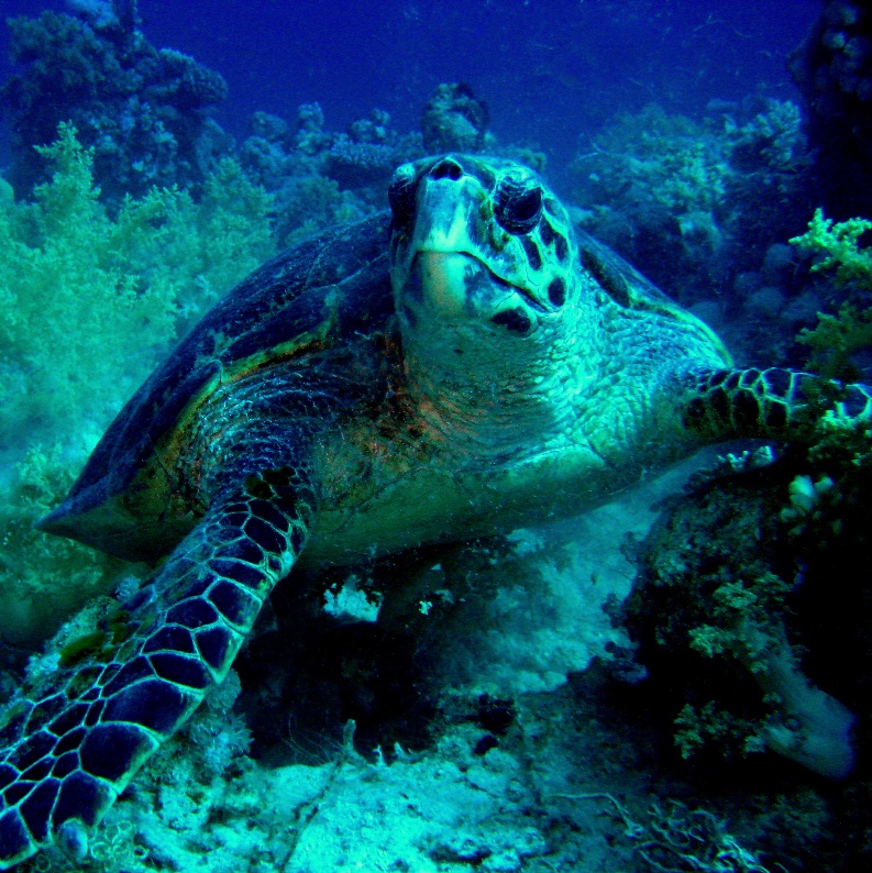 Морская черепаха Бисса. Морская черепаха Бисса.