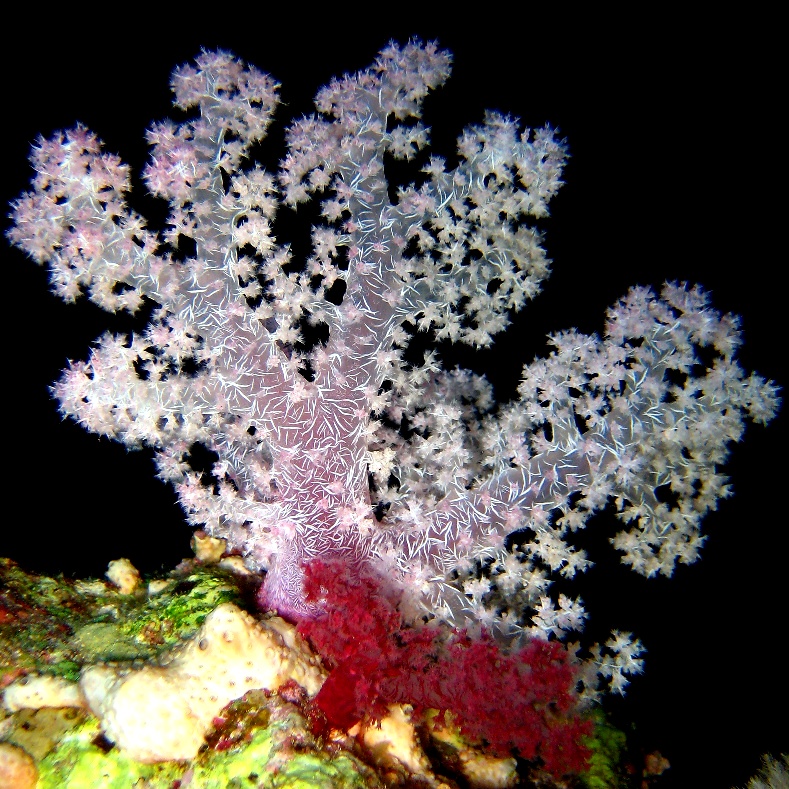 Мягкий древовидный коралл. Мягкий древовидный коралл.