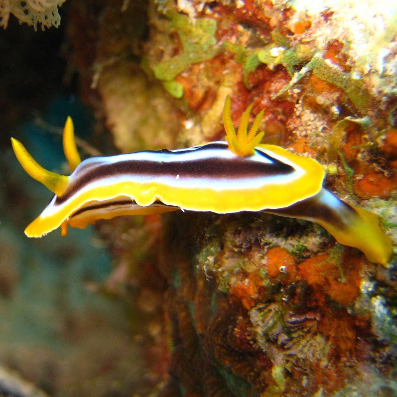 Голожаберный моллюск. Голожаберный моллюск.