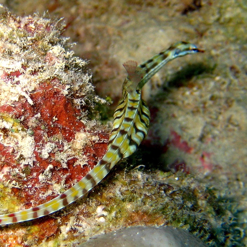 Морская игла. Морская игла.