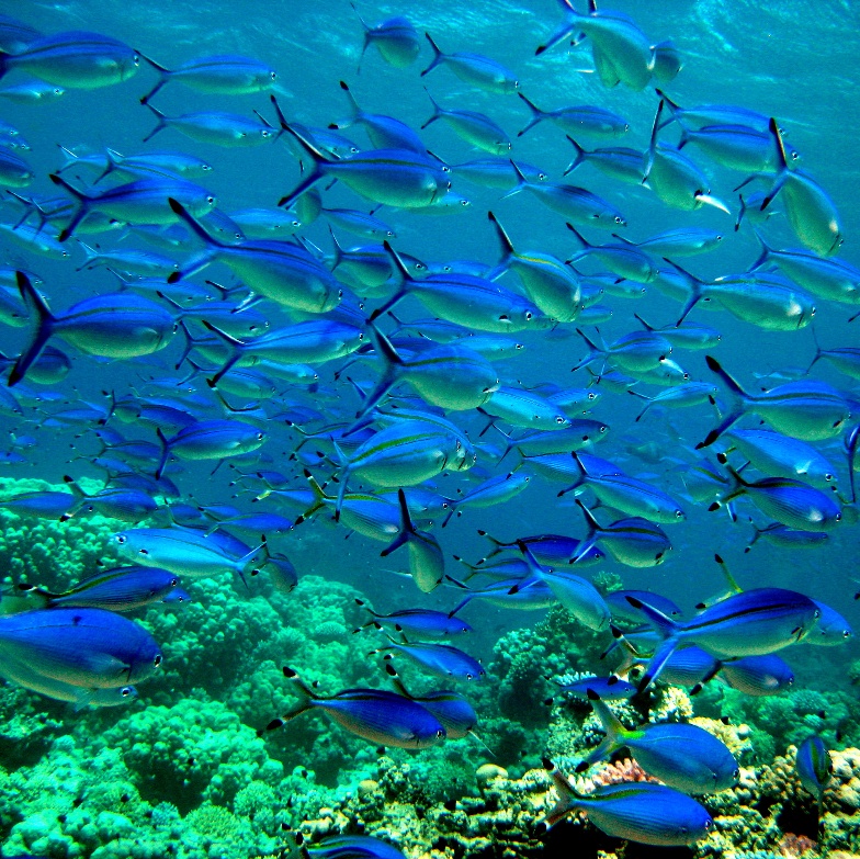 Красноморский Цезий. Красноморский Цезий.