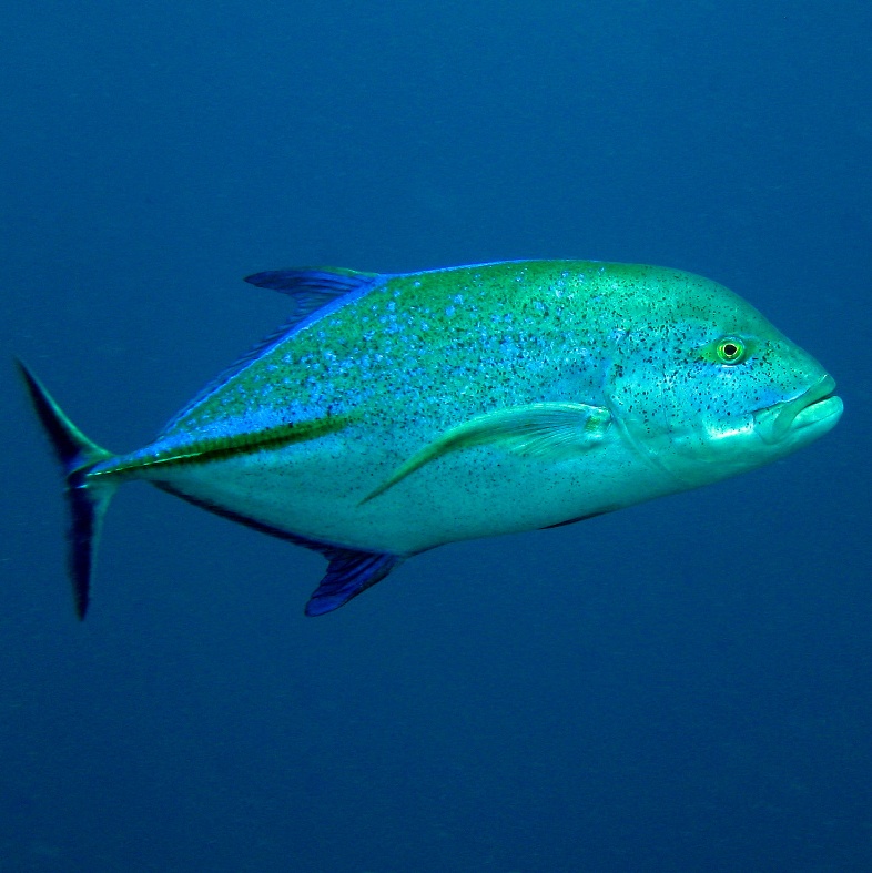 Синеперый каранкс. Синеперый каранкс.
