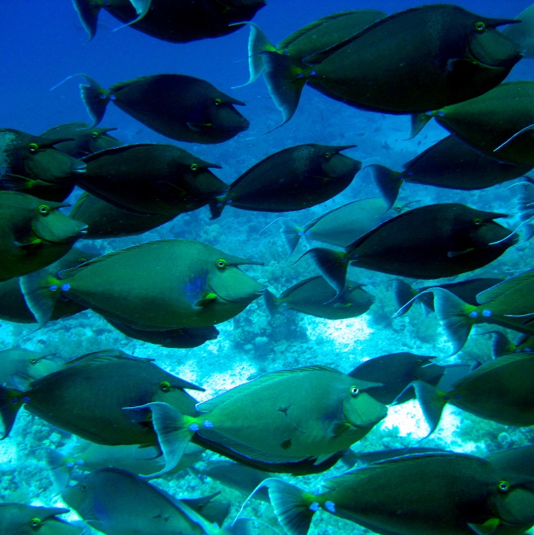 Синешипая рыба-носорог. Синешипая рыба-носорог.