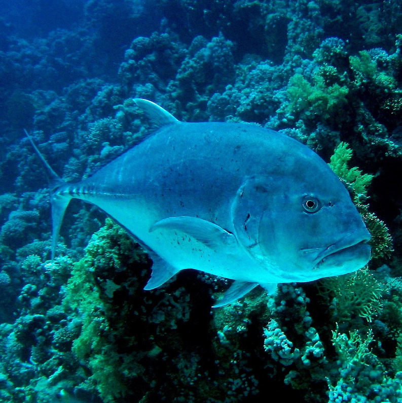 Гигантский Каранкс. Гигантский Каранкс.