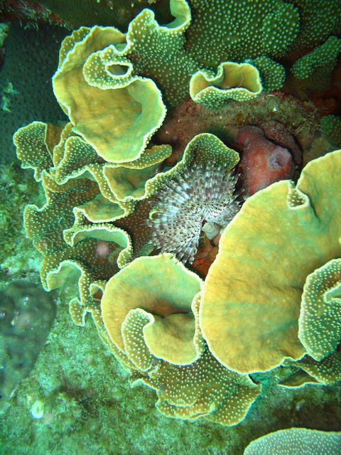 Подводные фото Подводные фото