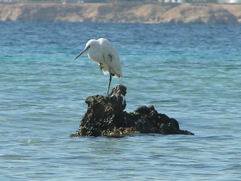 Хоть и не журавль, но и не синица! Хоть и не журавль, но и не синица!