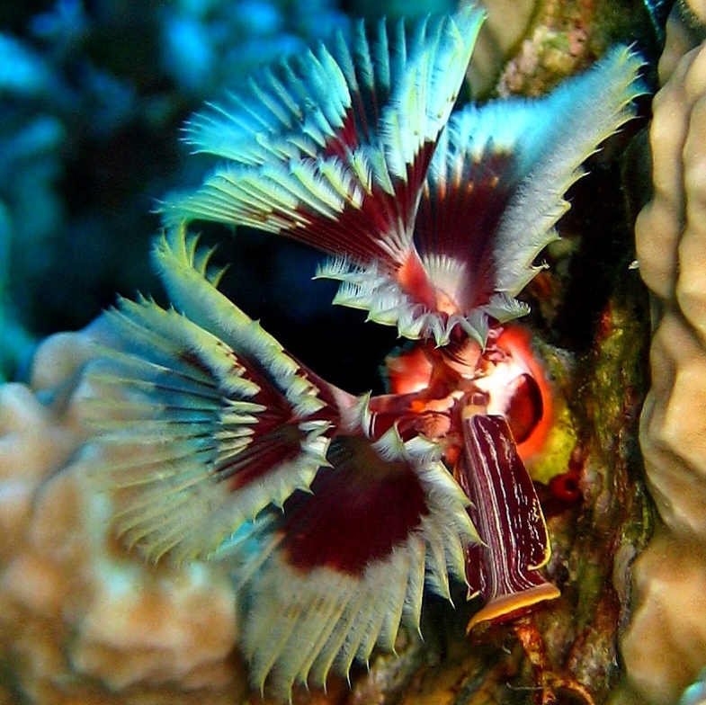 Трубчатый червь. Трубчатый червь.