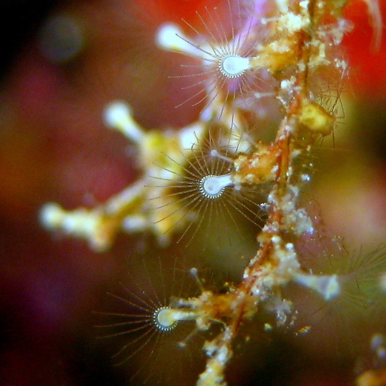 Колония гидроидных полипов. Колония гидроидных полипов.