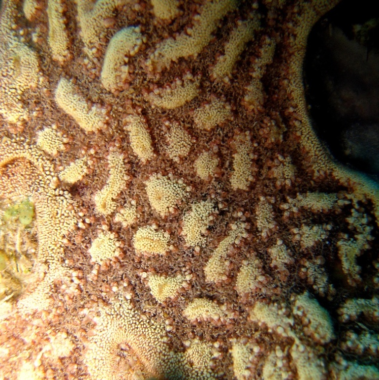 Колониальные асцидии. Колониальные асцидии.